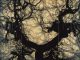 Doug & Mike Starn, Structure of Thought #5, 2001