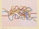 Anni Albers, Knot, 1947: drei ineinander verschlungene Linien in Rot, Gelb und Blau auf hellem Grund, Gouache