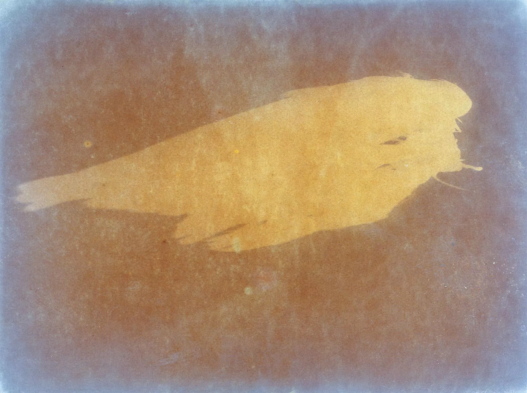 Ester Vonplon Ausstellung – Vogelsilhouette in Ocker auf blau-braunem Grund, fotografisches Kunstwerk mit alter Drucktechnik