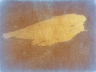 Vogelsilhouette in Ocker auf blau-braunem Grund, fotografisches Kunstwerk mit alter Drucktechnik