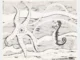 Tuschezeichnung mit Seestern und Seepferdchen in Unterwasserszene, schwarz-weiss auf Papier